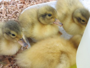 Ducklings gathered at the waterer